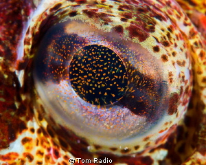 Eye of a Red Irish Lord
Seattle, WA, U.S.A. by Tom Radio 